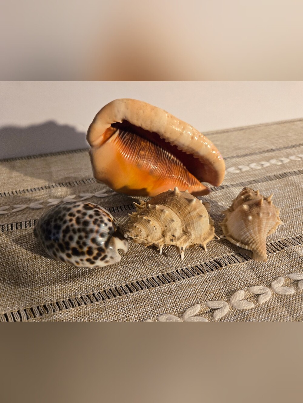 4 Beautiful Sea Shells - Picture 4 of 7
